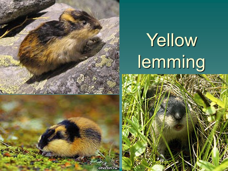 Yellow lemming